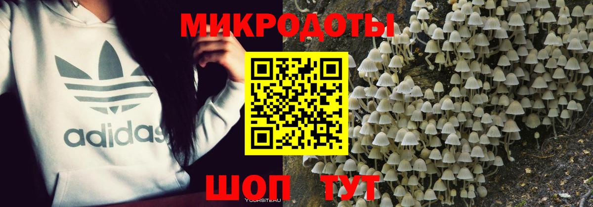Псилоцибиновые грибы Psilocybine cubensis Котлас